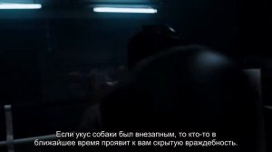 К чему снится собака кусает? Толкование сна и его значение по сонникам Фрейда и Хассе