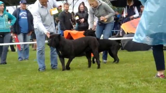 Выставка кане корсо Днепропетровск САС 2016. Суки открытый смотреть онлайн