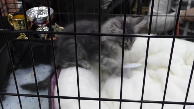 Котенок Мейн Кун смотреть онлайн