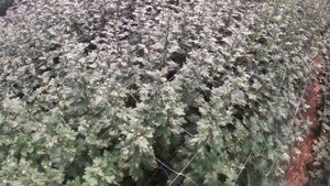 Финальная формировка веточной хризантемы.