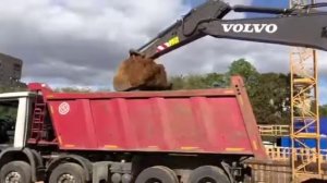 Погрузка песка экскаватором погрузчиком