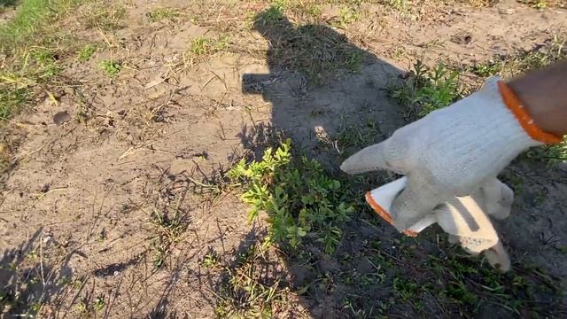 Мы купили дачу №16. Дачные похождения, готовим участок к зиме. #дача #купилидачу #уасток