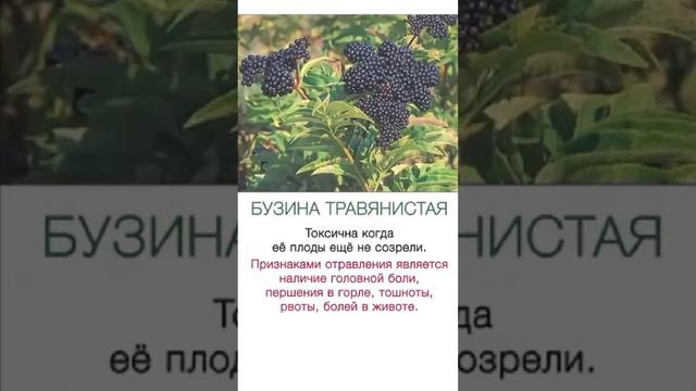 НЕ ЕШЬТЕ ЭТО В ЛЕСУ❗️Помощь травницам🌿