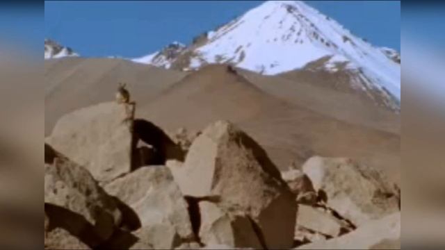 Таких Шиншилл  Вы еще не видели ! ► Шиншиллы в Дикой Природе