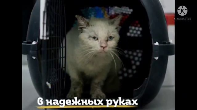 Кошку специально не лечили от болезней, чтобы посмотреть, сколько она проживёт... Бедная малышка... смотреть онлайн