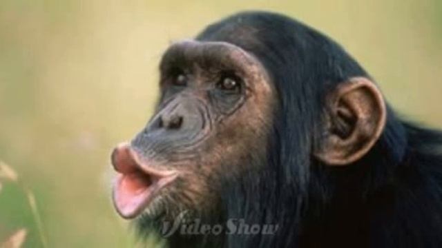 harmonika + gitar by fajar oye(folkmaster key a) смотреть онлайн