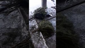 изготовление веников из пихты