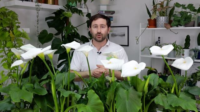 Zantedeschia aethiopica, come prendersi cura della meravigliosa Calla! смотреть онлайн