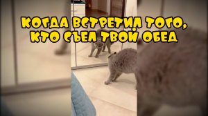 Когда встретил того кто съел твой обед #смешныекоты