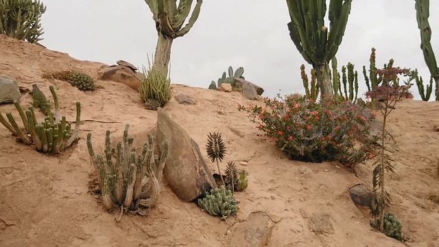 Крокопарк, Агадир, Марокко, апрель 2019 смотреть онлайн