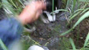 Мифы про ХАСКИ.  Хаски на охоте.