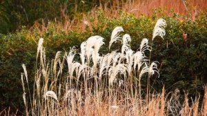 0588#道端の草花#ススキ[薄、芒]#大平公園#Roadside flowers#Miscanthus＃Ohira Park#20210117