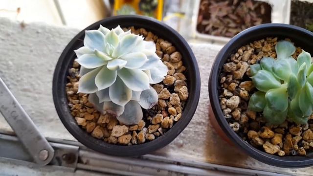 Succulent Unboxing video #21 / Growing Echeveria Subsessilis Variegated / Whilly смотреть онлайн