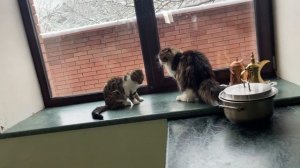 Украли Ютуб канал Zoo Home, не беда ещё есть все шансы вернуть его.Youtube channel was stolen...