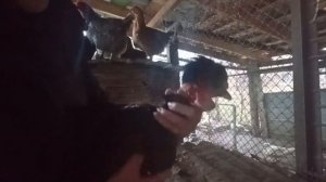 ПОДСТРИГАЕМ КУР! БАРБЕРШОП ДЛЯ КУР. КАК ПОДРЕЗАТЬ ХОХОЛОК КУРОЧКАМ? НУЖНО ЛИ ЭТО ДЕЛАТЬ?