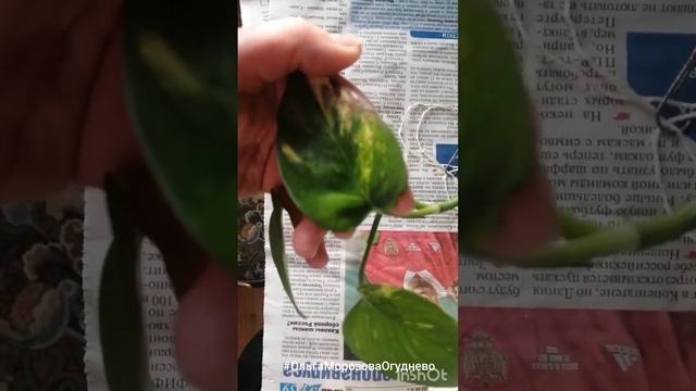 Признаки загнивания корней у эпипремнума