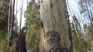 Валим дерево в нужную сторону