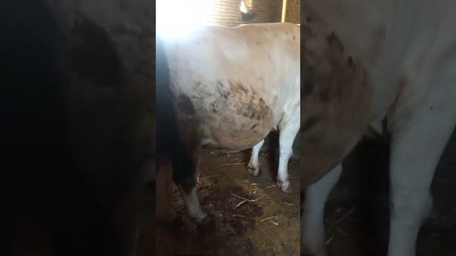 Mol ferma Uzbekistandagi kata buqalar molhona qurilishi