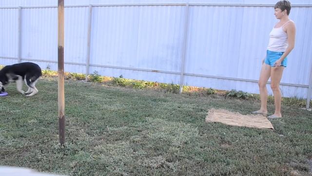 Нужно ли играть со щенком? Как играть? И зачем? смотреть онлайн