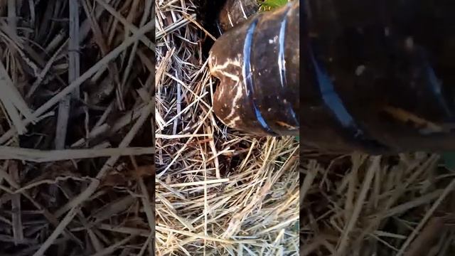 Через 2 недели будет отправка саженцев ежевики Бжезина и Карака блэк. смотреть онлайн