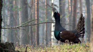 Обучающий материал. Охота на глухаря на току