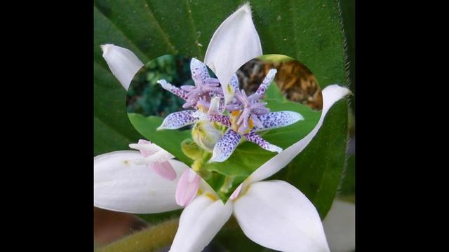 ТРИЦИРТИС (TRICYRTIS) сем. Калахортовые смотреть онлайн