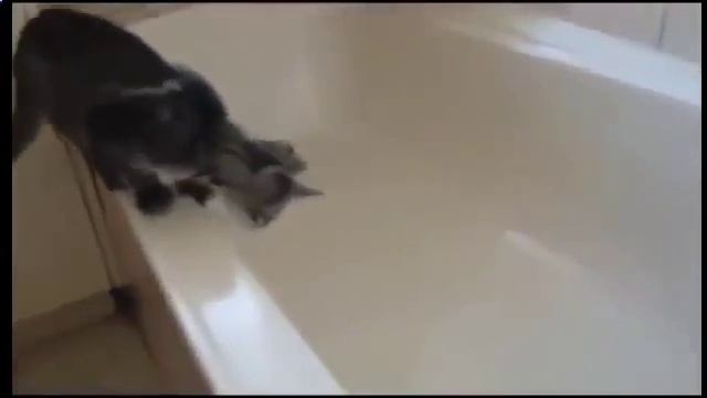 Кошка спит с кверху поднятыми лапами и другие кошки приколы 1913828 смотреть онлайн