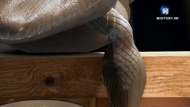 НАШИ ПРЕДКИ РЫБЫ? / История развития человека