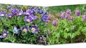 Редкие и исчезнувшие растения и животные, охрана природы  Презентация для детей  Окружающий мир