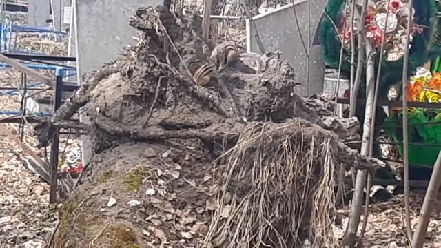 Как размножаются бурундуки, размножение грызунов / How chipmunks breed, rodent reproduction смотреть онлайн