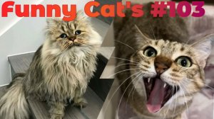 Смешные коты #103
