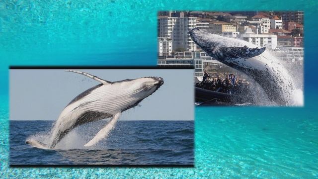 Морские обитатели