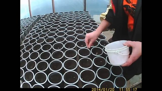 Как сажать и выращивать огурец высаживаем огурец. смотреть онлайн