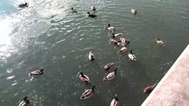 Мариупольские уточки ? на реке Кальчик. смотреть онлайн