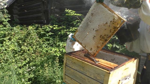 откачка меда на пасеке смотреть онлайн