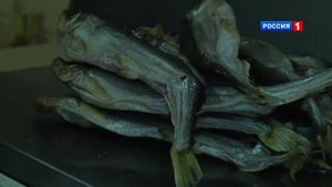 РЫБНЫЕ СНЕКИ ПРОИЗВОДСТВО