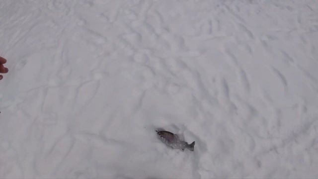 Усадьба Апраксиных, село Ольгово 22.01.22.