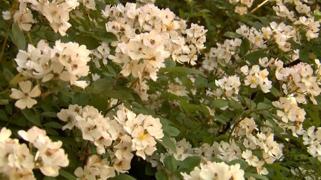 Native Plants смотреть онлайн