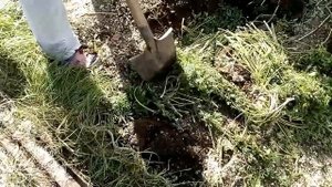 Убираем ботву моркови, свеклы и др. Тем самым готовим грядку на следующий год под посадку.