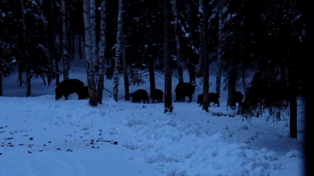 Кабаны на кормешке! смотреть онлайн