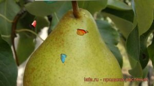 Груша плодовая Выставочная (pyrus communis) ? обзор: как сажать, саженцы груши Выставочная