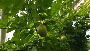 Маракуйя или пассифлора съедобная, страстоцвет съедобный. Стоит ли выращивать дома?