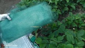 ЗАШИТА  КЛУБНИКИ ОТ ПТИЦ  ТРИ ПРОСТЫХ СПОСОБА