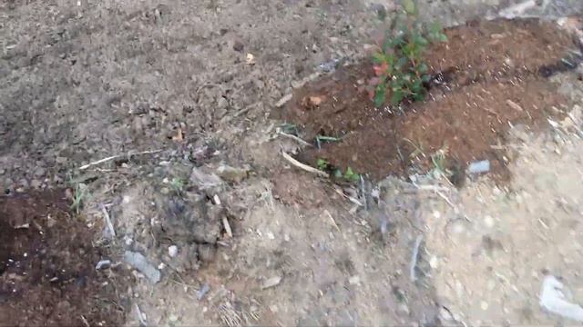 Голубика.метода посадки в сплошной субстрат.хвойный гумус.сосновая кора-мой метод посадки и ухода смотреть онлайн