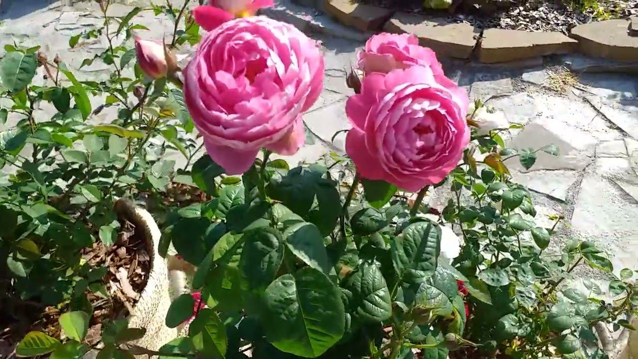 Начинают цвести розы Усыниных 02.06.24 смотреть онлайн