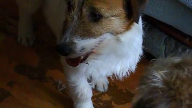 Пэпс смотреть онлайн