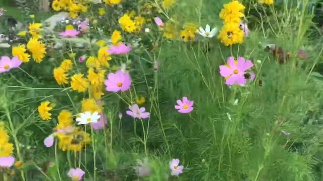 Летние цветы танцуют вальс с осенними смотреть онлайн