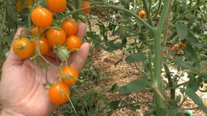 КРУПНЫЕ И ОЧЕНЬ РАННИЕ ЧЕРРИ BURSZTYN