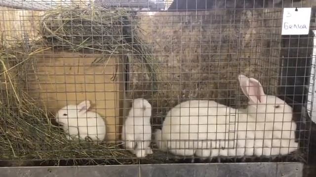 Как Ведут себя Крольчата в 20 дней | Кролики НЗБ смотреть онлайн