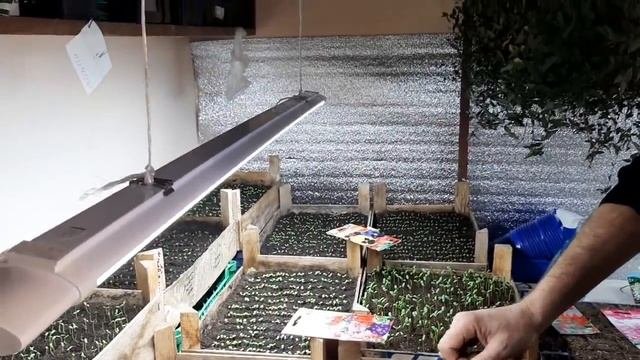 КАК Вырастить ПЕТУНИЮ КРЕПКУЮ?ЧТОБЫ РАССАДА НЕ ТЯНУЛАСЬ и не вытянулась что делать